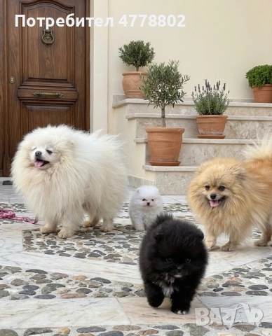 Топ мини померанчета 