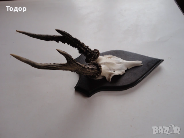 Ловен трофей рог рога 10, снимка 10 - Ловно оръжие - 54087211