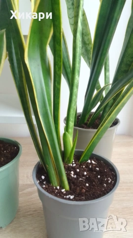Сансевиера / Sansevieria trifasciata  , снимка 4 - Стайни растения - 50819879