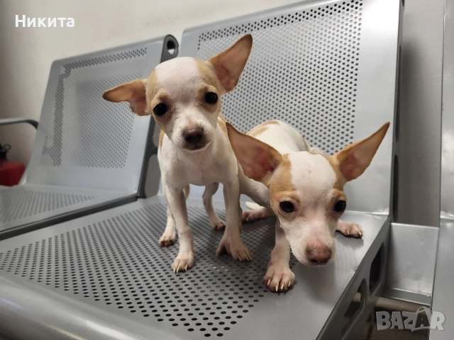 чихупинчер