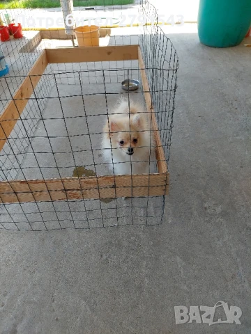 померан померанче момиче, снимка 1