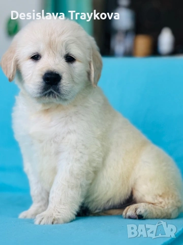 Кученца Голдън ретривър 