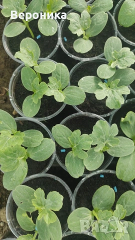 Предлагам разсад красивици , тиквички,диня , пъпеши , снимка 6 - Разсади - 54238563