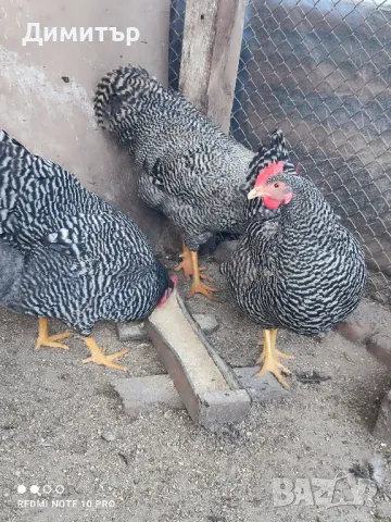 Разплодни яйца от Амрок , снимка 6 - Кокошки и пуйки - 49479016