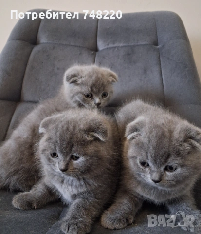 Шотландски клепоухи котета, снимка 7 - Други - 54306641