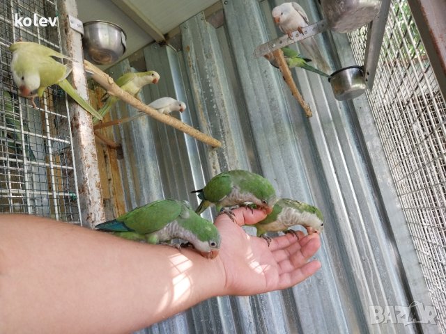 Ръчно хранени папагали монах  2024г , снимка 2 - Папагали - 40805832