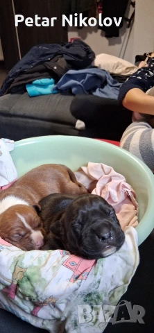 питбулчета, снимка 8 - Питбул - 53259618