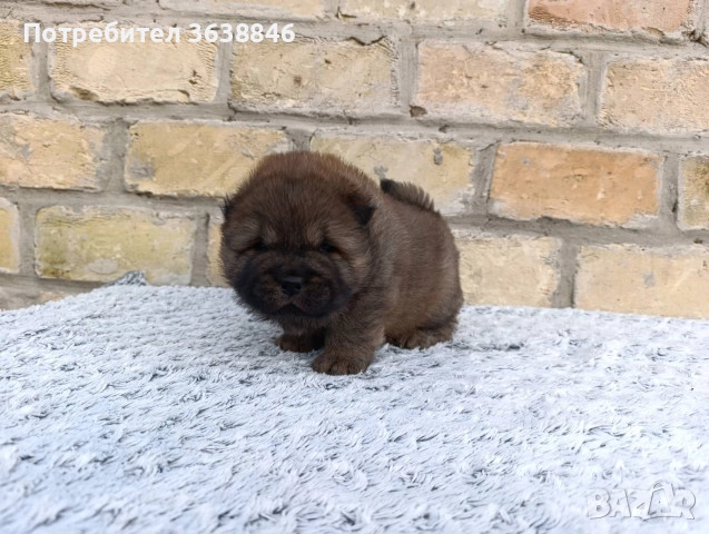 Чау Чау , снимка 2 - Чау Чау - 52948818