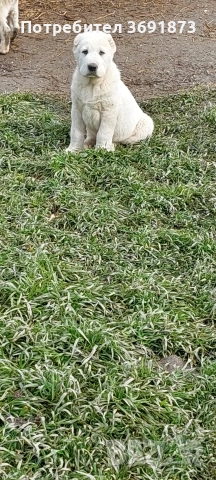 алабайчета чистокръвни, снимка 7 - Алабай - 54087010