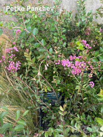 Индийски люляк(Lagerstremia Indica), снимка 2 - Градински цветя и растения - 51479422