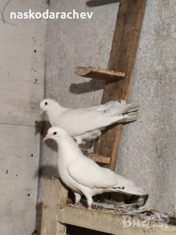 Гълъби порода Бенкалии (бемкалии, карабелии), снимка 8 - Гълъби - 52410859