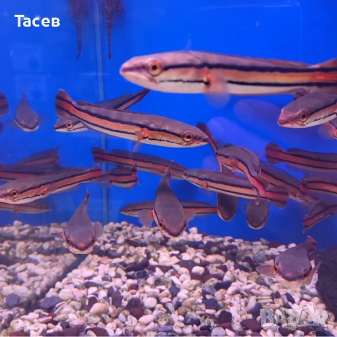 Змиеглав channa micropeltes 6-7см