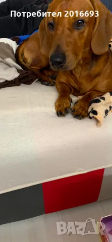 Мъжки дакел Майк си търси женски дакел за разплод., снимка 5 - Дакели - 48446225