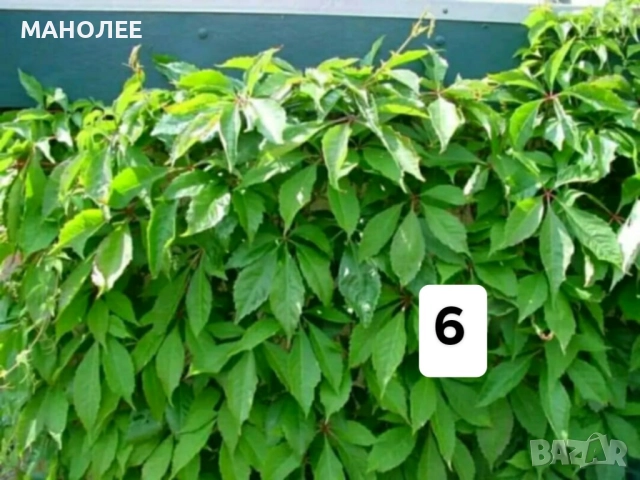 50 РЕЗНИКА В ЕДИН ПАКЕТ /видове по избор/ ЗА 20 ЛВ., снимка 7 - Градински цветя и растения - 51618754