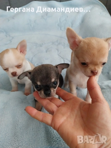 мини чихуахуа , снимка 4 - Чихуахуа - 53993583