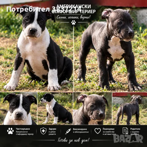 Американски стафордширски териер 8бр