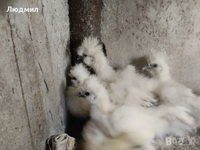 Копринки, снимка 8 - Кокошки и пуйки - 48488569