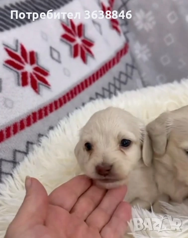 Дългокосмест дакел, снимка 5 - Дакели - 53048773