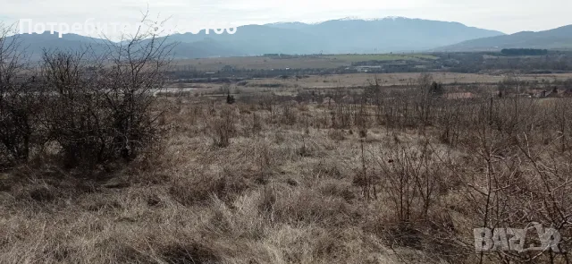 Продавам 1 дек. с двайсетина млади черешови дръвчета [ 0898480946], снимка 2 - Земеделска земя - 44702465