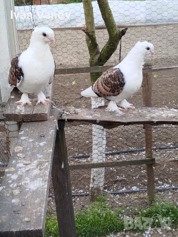 декоративни