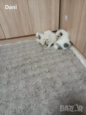 Mini Pomeran , снимка 3 - Померан - 52868566