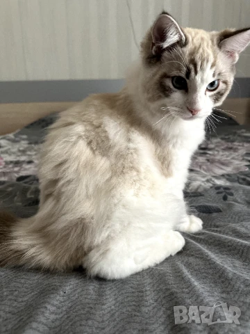 Чистокръвен Ragdoll/Рекдол момче - всички ваксини, обезпаразитен, снимка 1