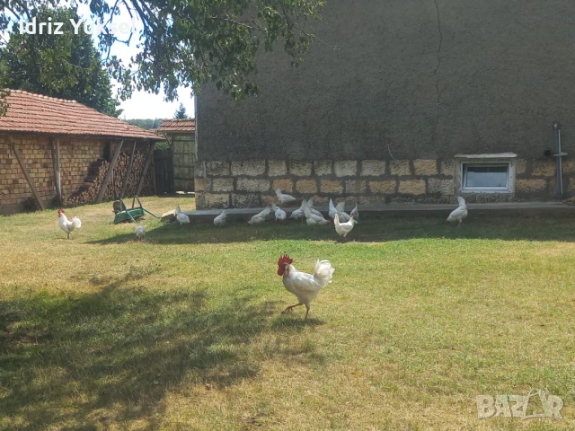 Яйца от легхорн, снимка 2 - други­ - 50812431