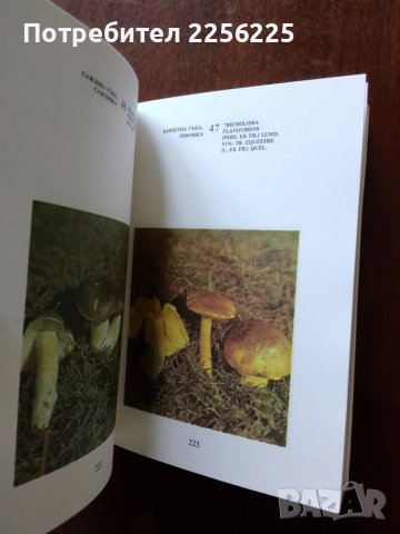 Нашите гъби, снимка 5 - Специализирана литература - 50161207