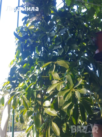 Растение,Шефлера,дърво,зелено,богато за декорация, снимка 8 - Стайни растения - 51305405