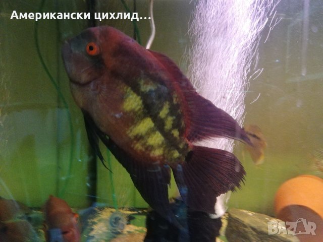 Hypselecara temporalis, снимка 3 - Рибки - 42481345