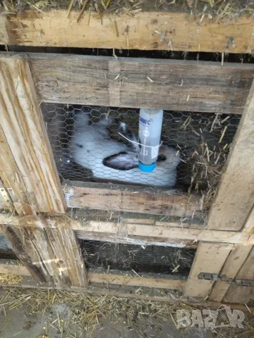 Различни видове зайци за продажба, снимка 2 - Други - 55889707
