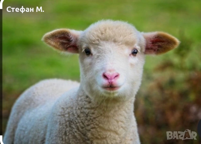 Продавам агнета 