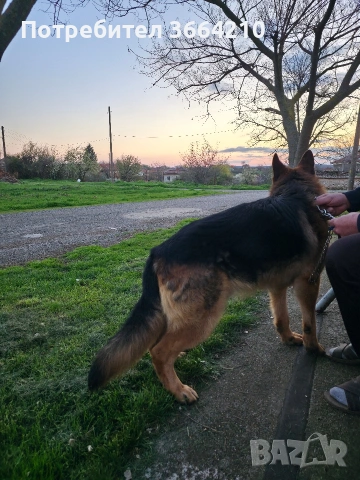 Породиста Немска овчарка, снимка 5 - Немска овчарка - 54101778