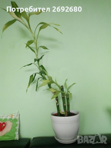Традесканция рео, кротон,христов венец и други цветя/бамбук/цени в описанието , снимка 17 - Стайни растения - 50184776