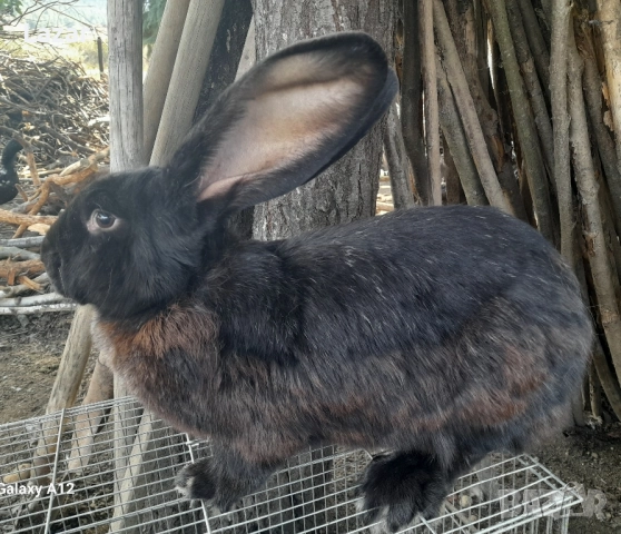 Продавам Зайка черен великан, снимка 2 - Други животни - 52062565