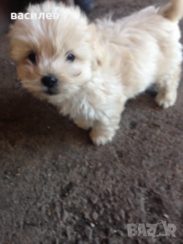 болонки, снимка 4 - Болонка - 50635002