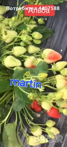Разсад ягоди , снимка 3 - Разсади - 49726266