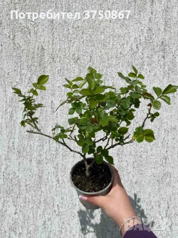 🌹 РОЗА 🌹 EDEN ROSE® Meiviolin/ GPT. EDEN ROSE Pierre De Ronsard ® 🌹, снимка 8 - Градински цветя и растения - 49621255