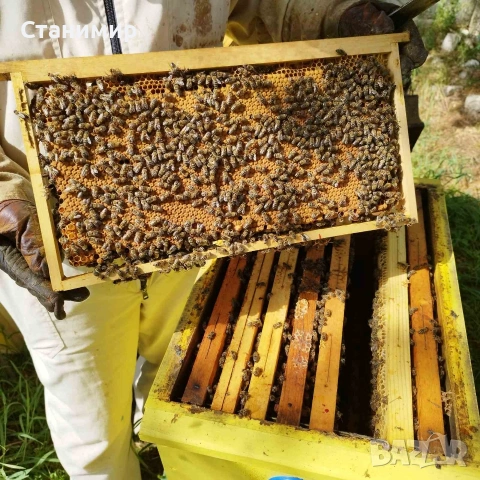 Пчелни отводки ( Малки Пчелни Семейства ) ЛР
