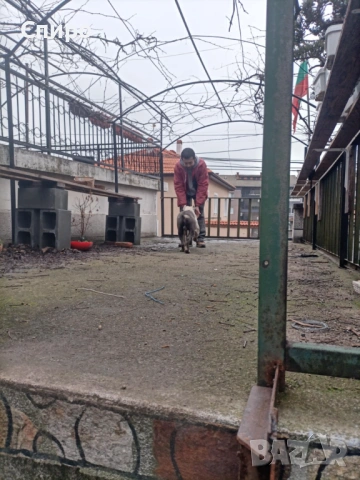 Питбул син нос , снимка 12 - Питбул - 53295871