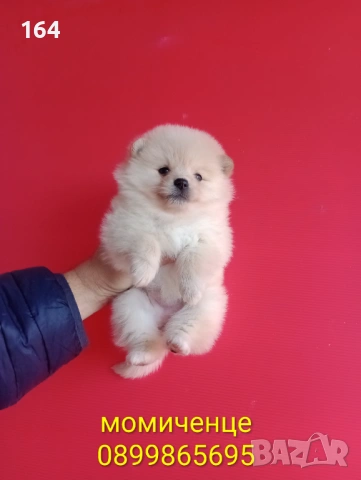 Померан. Реални снимки от 12.02.26 г.Померани., снимка 4 - Померан - 53035164