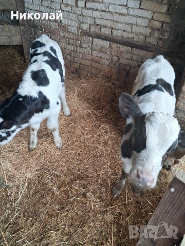 Три мъжки телета , снимка 2 - Крави - 53173942