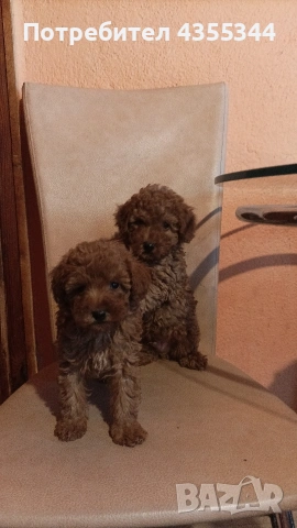 Мини пудел , снимка 3 - Пудели - 54294355