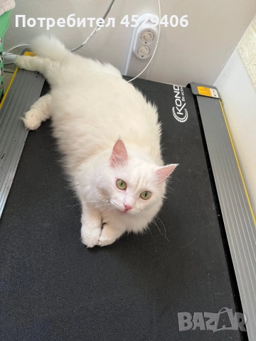 Продавам Ангора, снимка 11 - Ангорски - 52923611