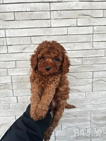 Той Пудел Момче  /Toy Poodle, снимка 4 - Пудели - 53305362