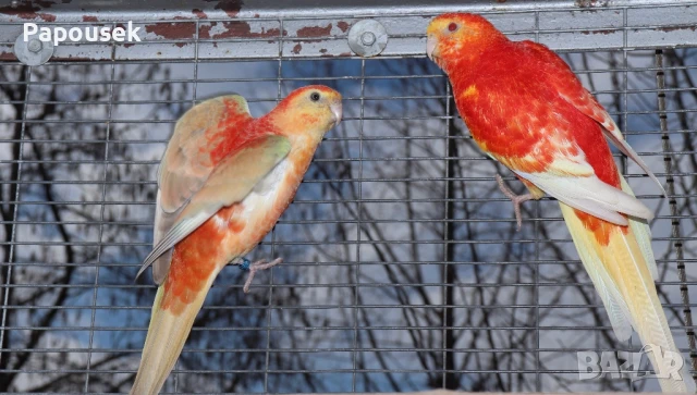 Пойни Папагали, снимка 11 - Папагали - 50581309