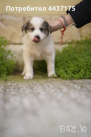 мъжки кученца, снимка 8 - Други - 53874784