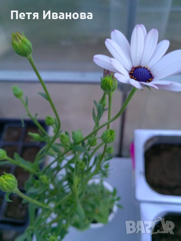 Остеоспермум (Osteospermum) , снимка 4 - Градински цветя и растения - 53591315