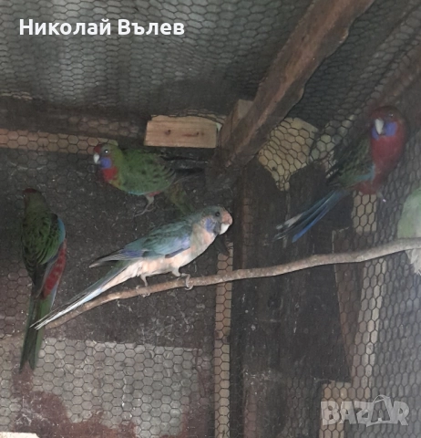 Пенанти , снимка 14 - Папагали - 52105277