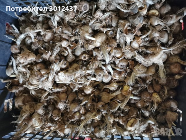 Шафран, снимка 4 - Други - 38513232